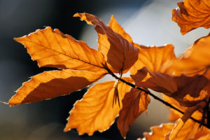 Autumn_leaves_sceenario